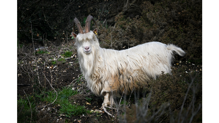 The Grazing Goats Of Bournemouth Beach