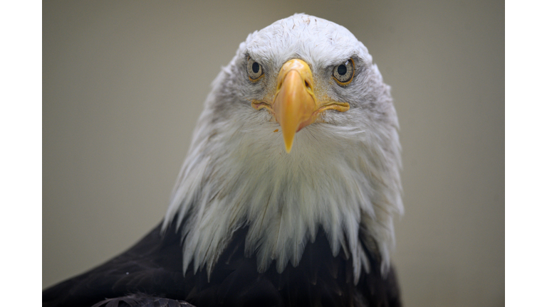 BRITAIN-ANIMAL-BIRD