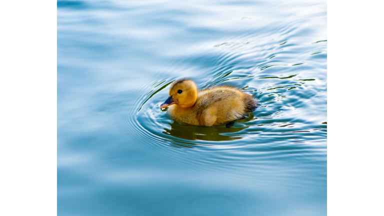 Close-up of mallard duck swimming in lake,Bay Farm Island,United States,USA