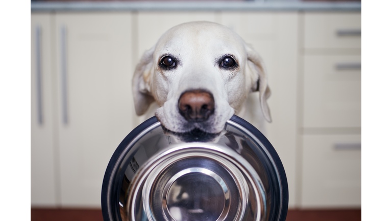 Cute Labrador Retriever Is Carrying Dog Bowl In His Mouth. Hungry Dog Waiting For Feeding At Home.