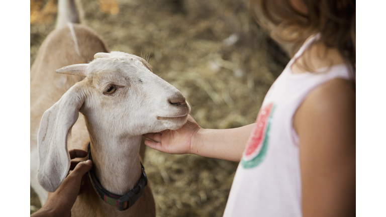 Caucasian girl petting goat on farm