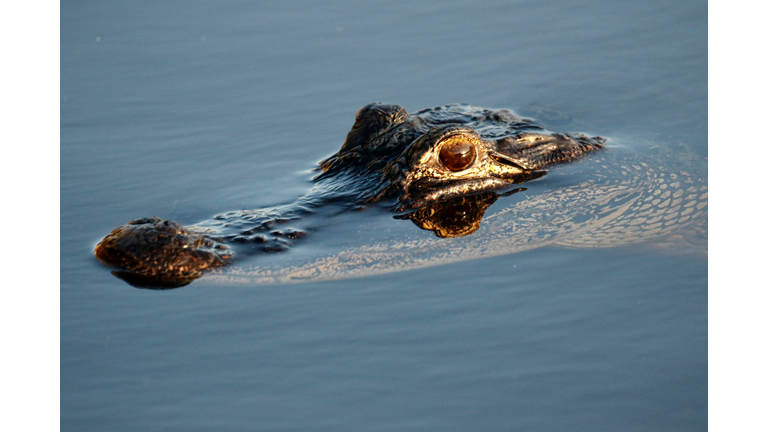 US-ENVIRONMENT-SNAKES-FLORIDA-OFFBEAT