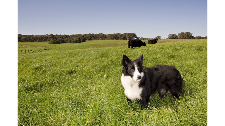 Farm Dog