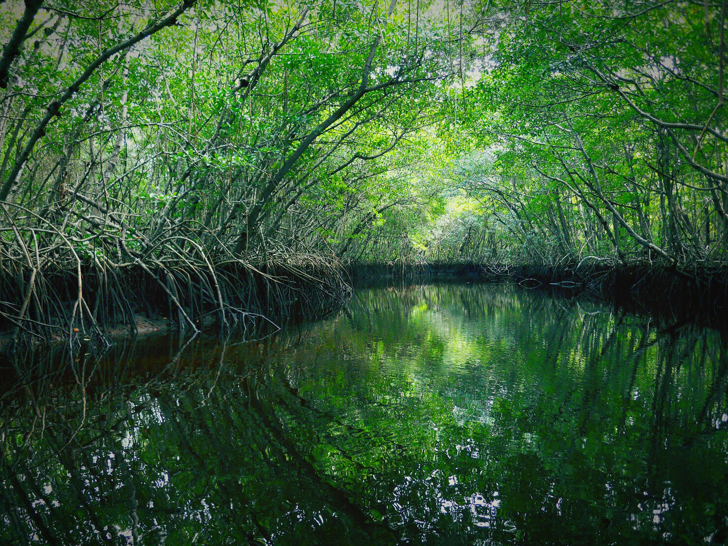 Scenic View Of Pond Amidst Trees At Everglades National Park