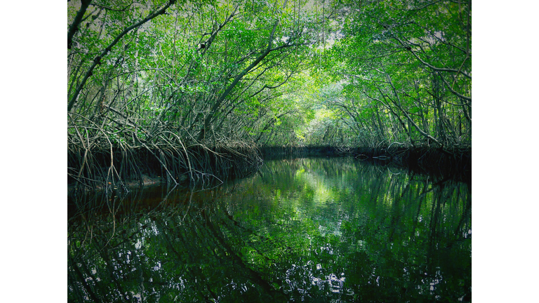 Scenic View Of Pond Amidst Trees At Everglades National Park