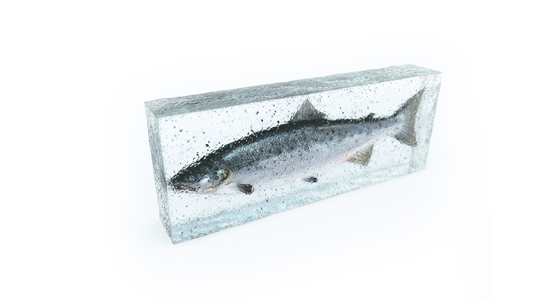 salmon on ice