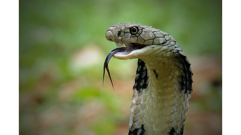 King Cobra,Close-up of cobra,Bekasi,Indonesia