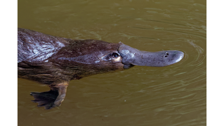 Platypus - Ornithorhynchus anatinus, duck-billed platypus