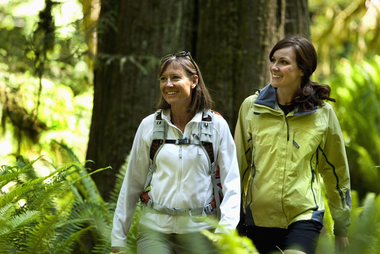 Two hikers walk a trail leading through a forest of green ferns, thick moss and large trees.