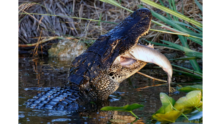 US-ENVIRONMENT-SNAKES-FLORIDA-OFFBEAT