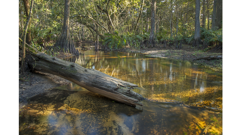 Loxahatchee River, Florida, USA