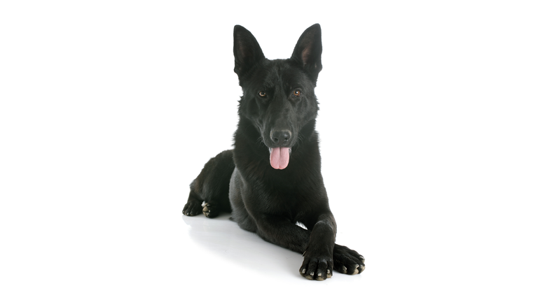 black german shepherd