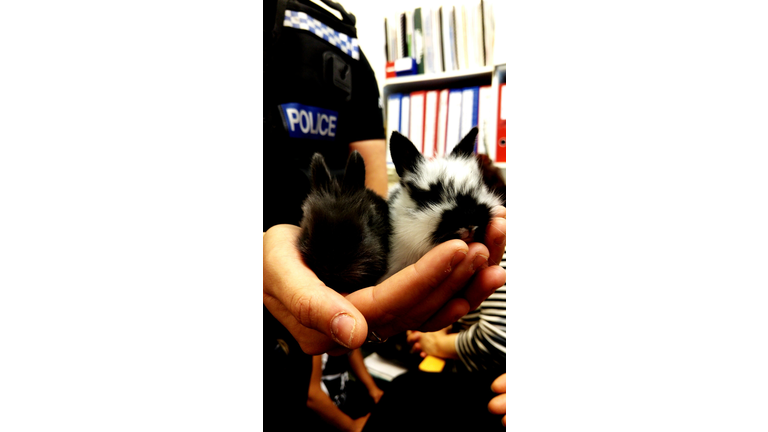 Cropped Image Of Policeman Holding Cute Bunnies