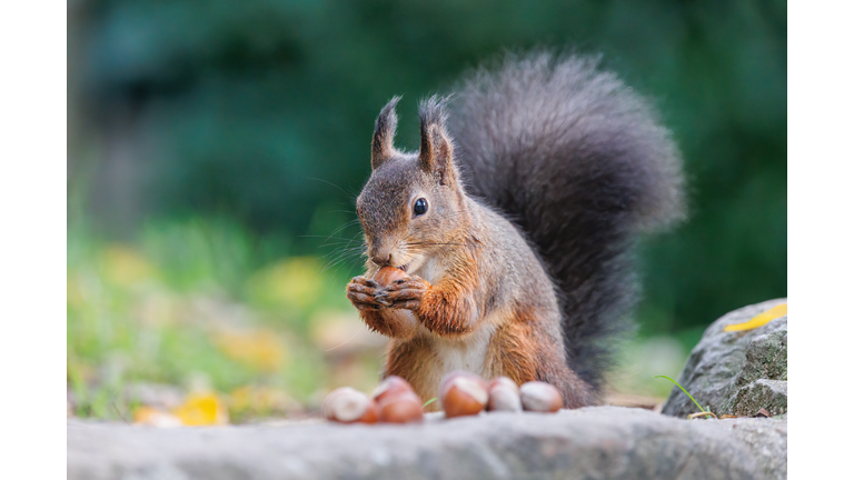 Close-up of squirrel eating food on rock