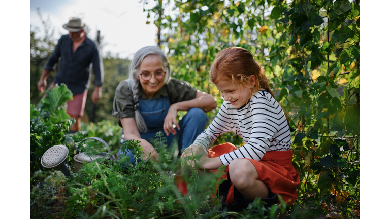 Grandmother with granddaughter working in garden together.