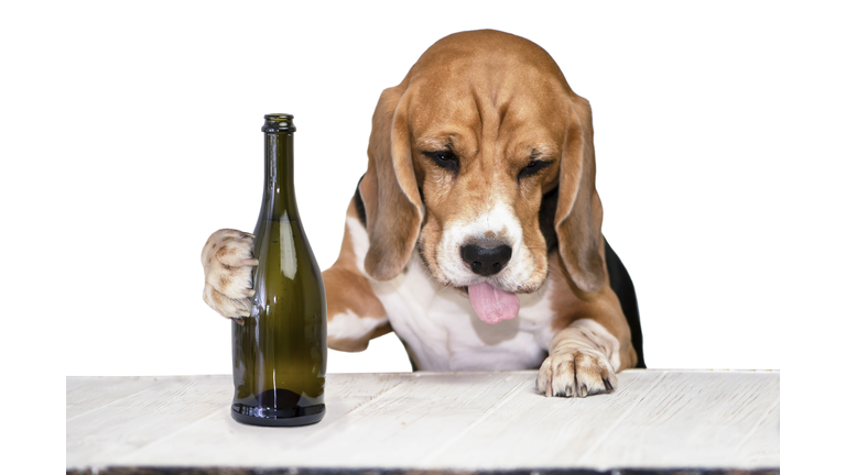 funny drunk beagle dog with protruding tongue drinking