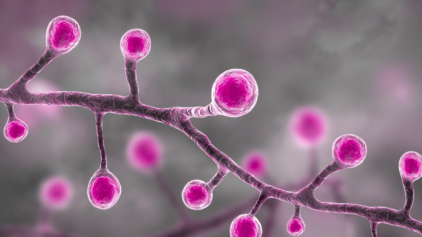 Blastomyces dermatitidis fungi