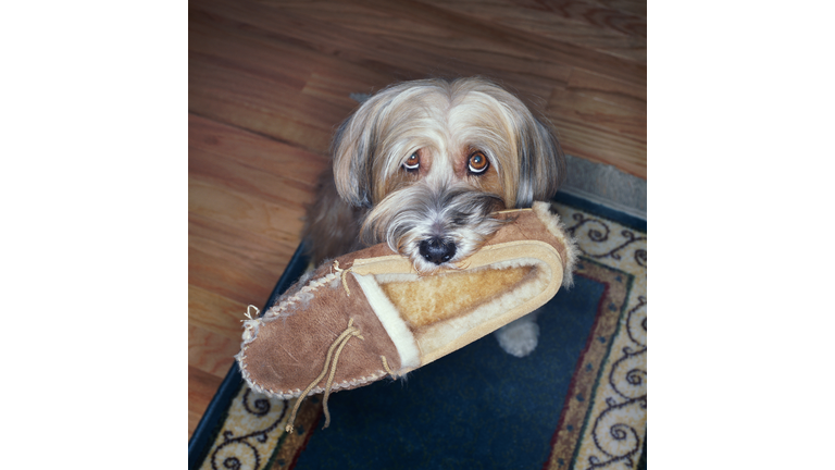TIBETIAN TERRIER WITH SLIPPER IN MOUTH