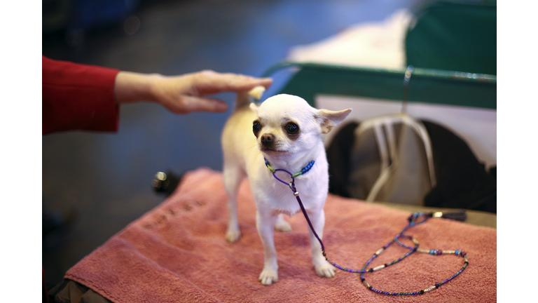 Fourth And Final Day Of Crufts 2015