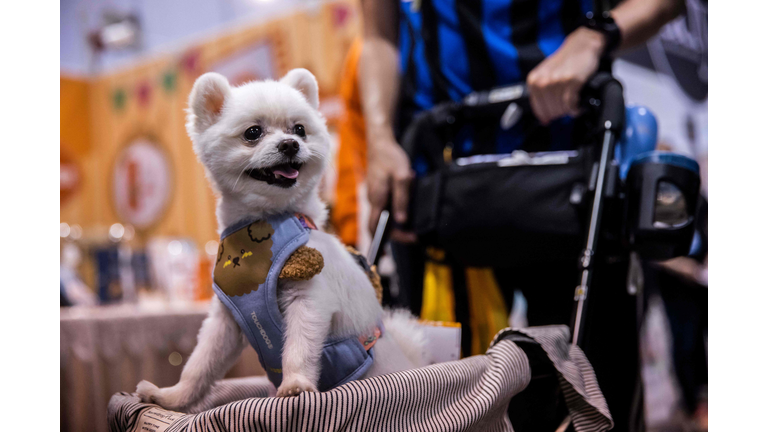 HONG KONG-CHINA-LIFESTYLE-ANIMAL-PET SHOW