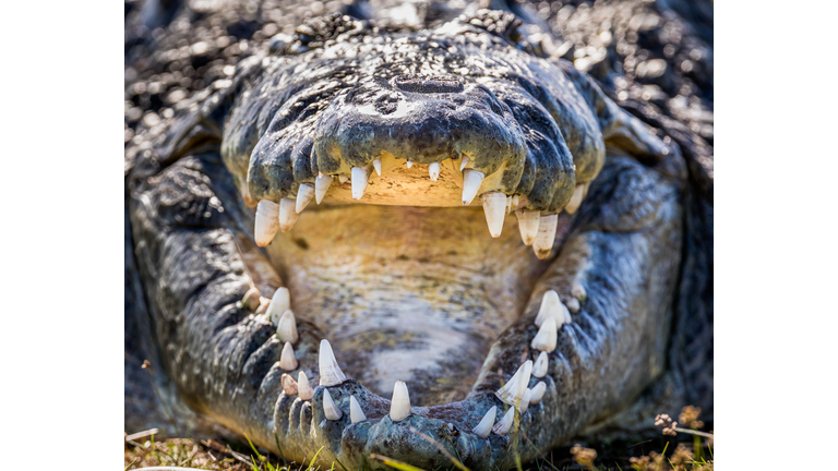 Crocodile Teeth