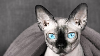 Connecting with Cats / The Shadow Side