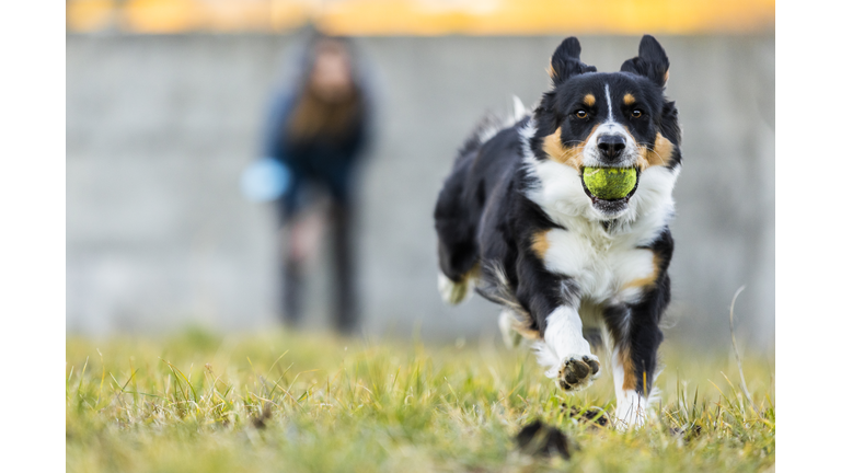 Australian dog with ball in mouth during a training.