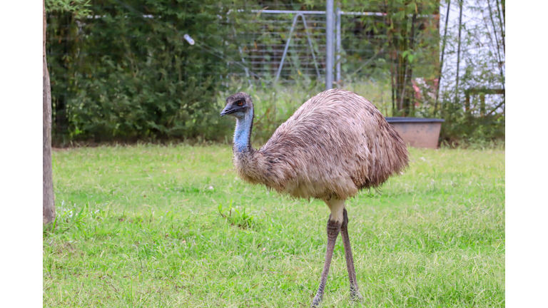 Side View Of A Emu On Field