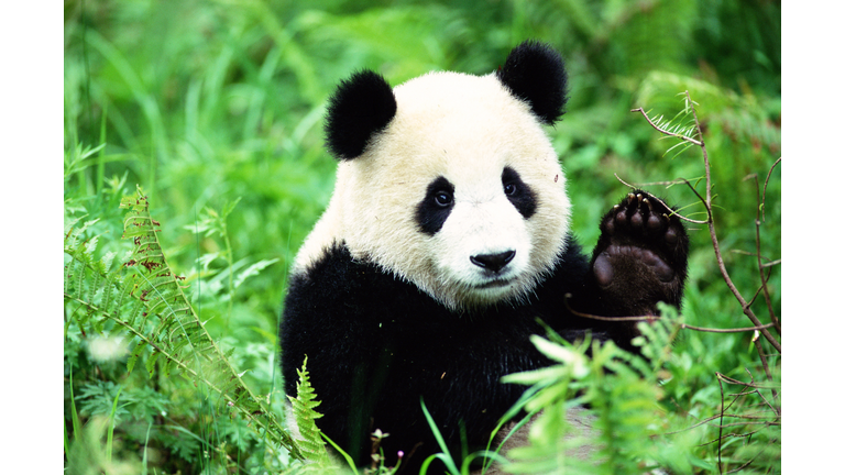 Giant Panda (Ailuropoda melanoleuca)