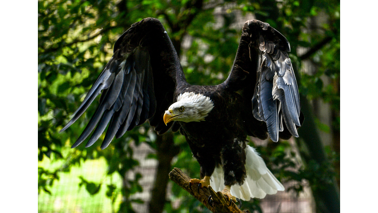 BELGIUM-ANIMAL-ZOO