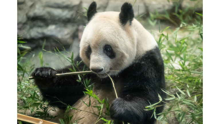 JAPAN-CHINA-ANIMAL-PANDA