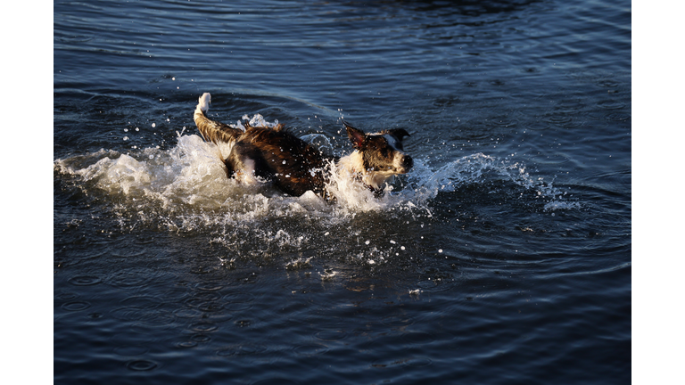 Dogs at Coindre Hall