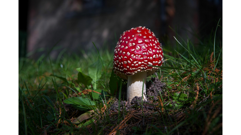 FRANCE-MUSHROOM-FEATURE