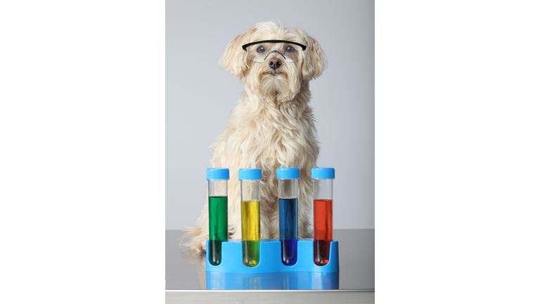 Maltese Poodle Dog with chemistry set