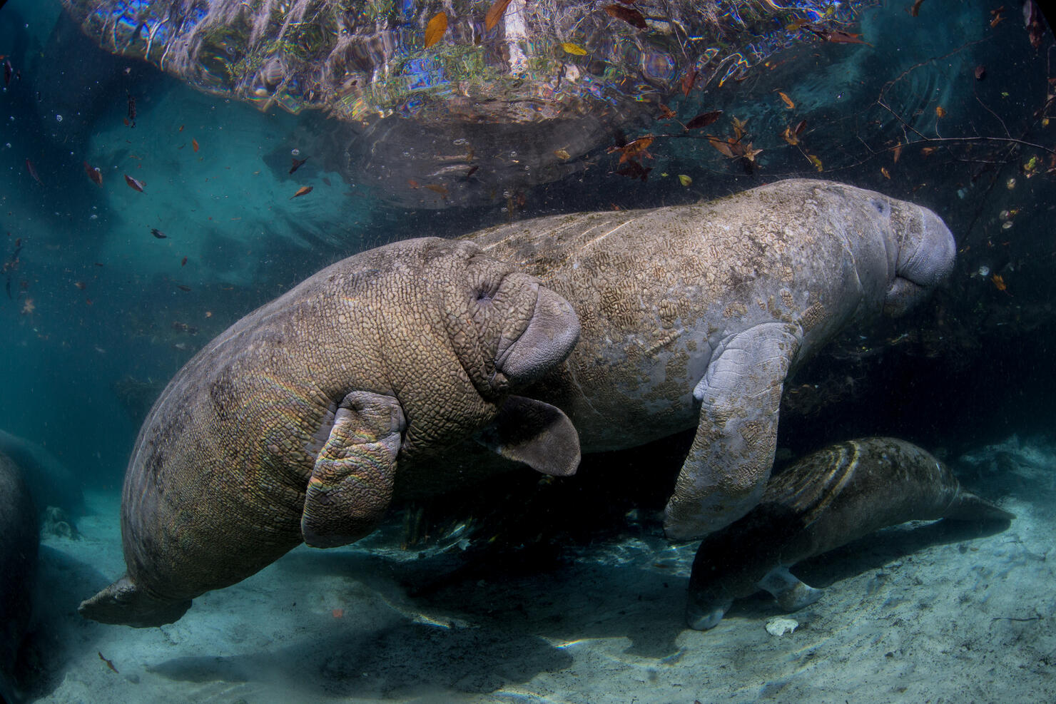 Mother Manatee and calf.