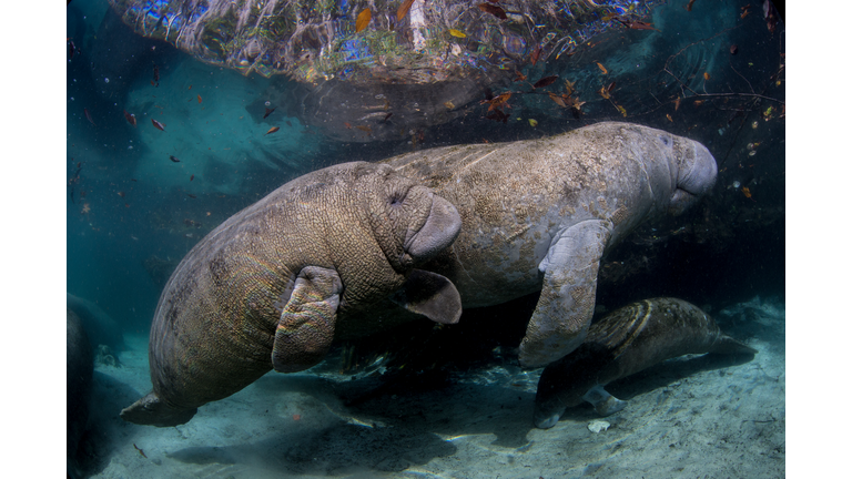 Mother Manatee and calf.