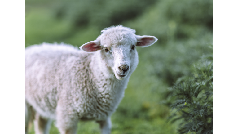 One sheep walking on green grass