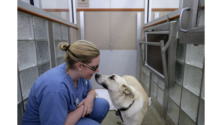 Abandoned Dogs Rescued From Sochi Arrive At Washington DC Rescue Shelter