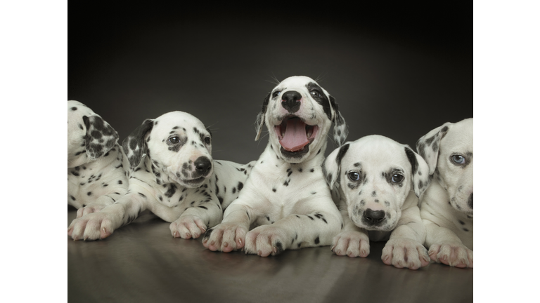 Group of dalmatian puppies in line, one in centre panting