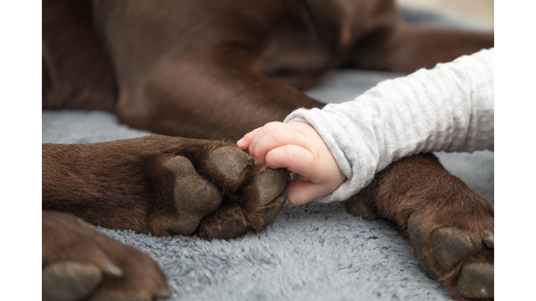 Cropped Hand Of Baby Touching Dog Leg