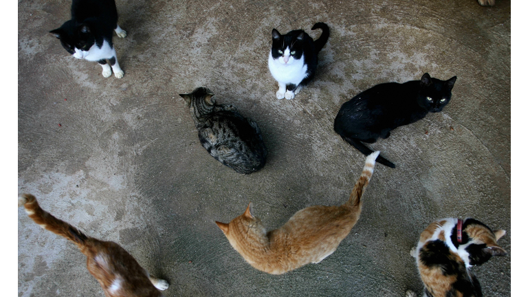 Stray cats are seen at an animal welfare
