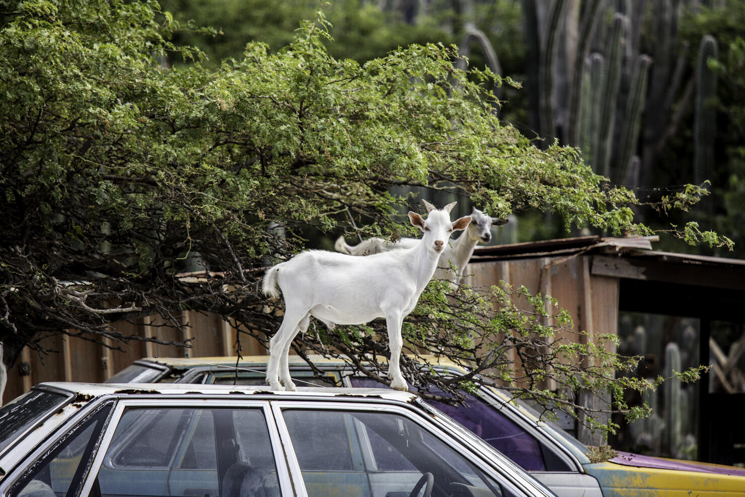 Goats on cars on Bonaire