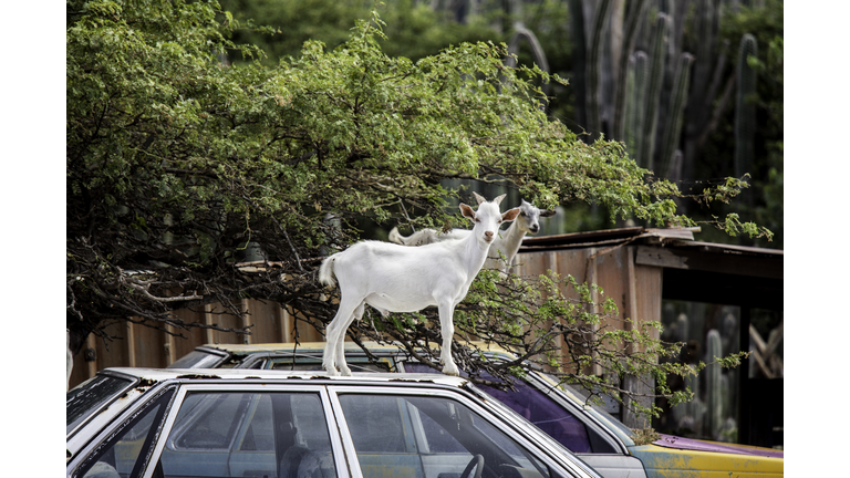 Goats on cars on Bonaire