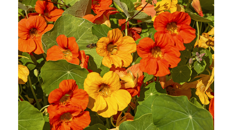 Close-up image of Vibrant orange Nasturtium flowers (Tropaeolum majus)