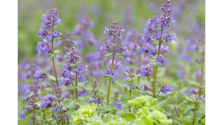 Catmint / Catnip, Nepeta racemosa 'Walker's Low' - II