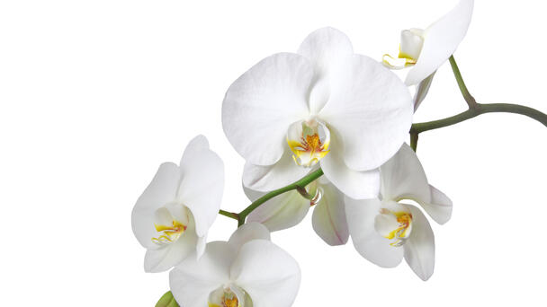 Orchid Show & Sale at the Museum of the Shenandoah Valley This Weekend!