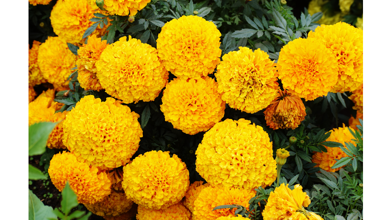 A big cluster of large, majestic bright yellow Marigold flowers in full bloom. Tagetes. Asteraceae family.