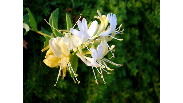 Lonicera caprifolium