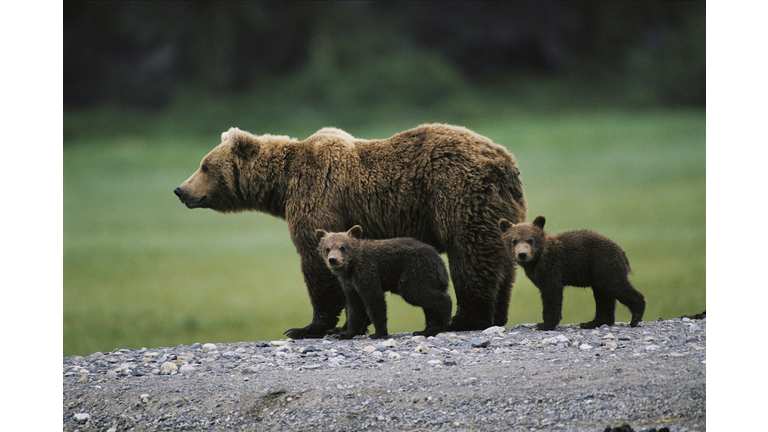 Brown bear (Ursus arctos) and two cubs side by side, spring