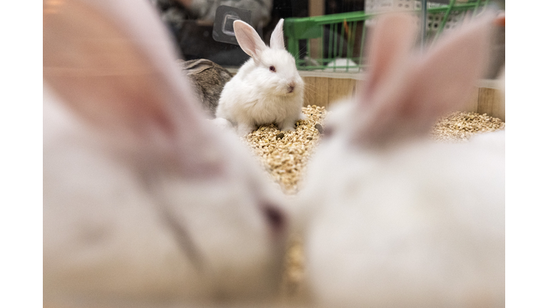 China Celebrates Lunar New Year Of Rabbit